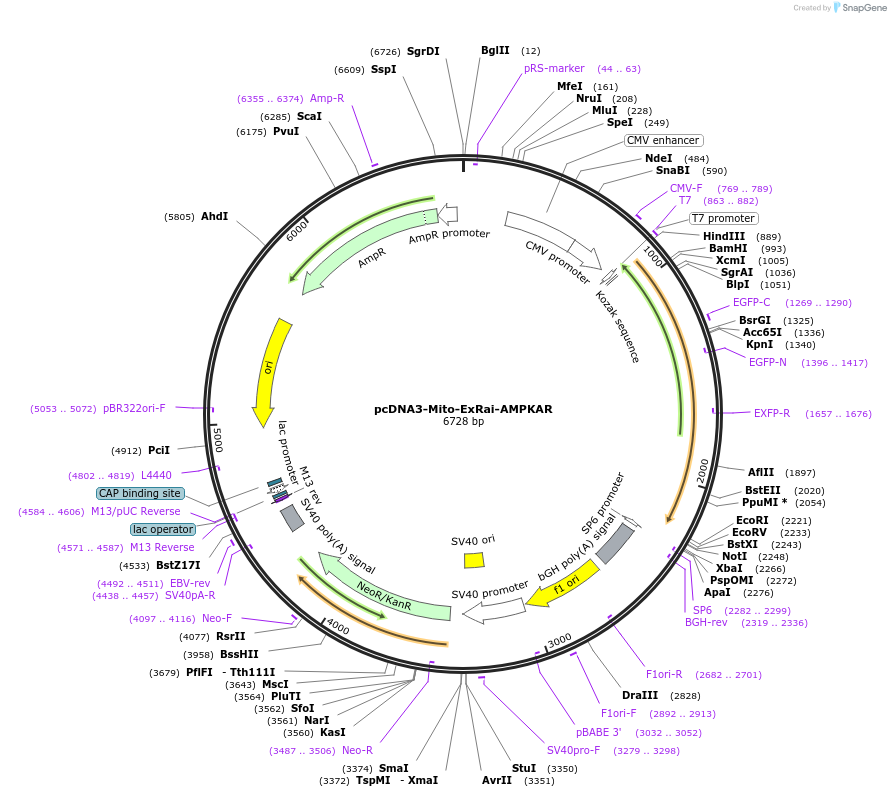 192448-plasmid-map-sequence-id-379142