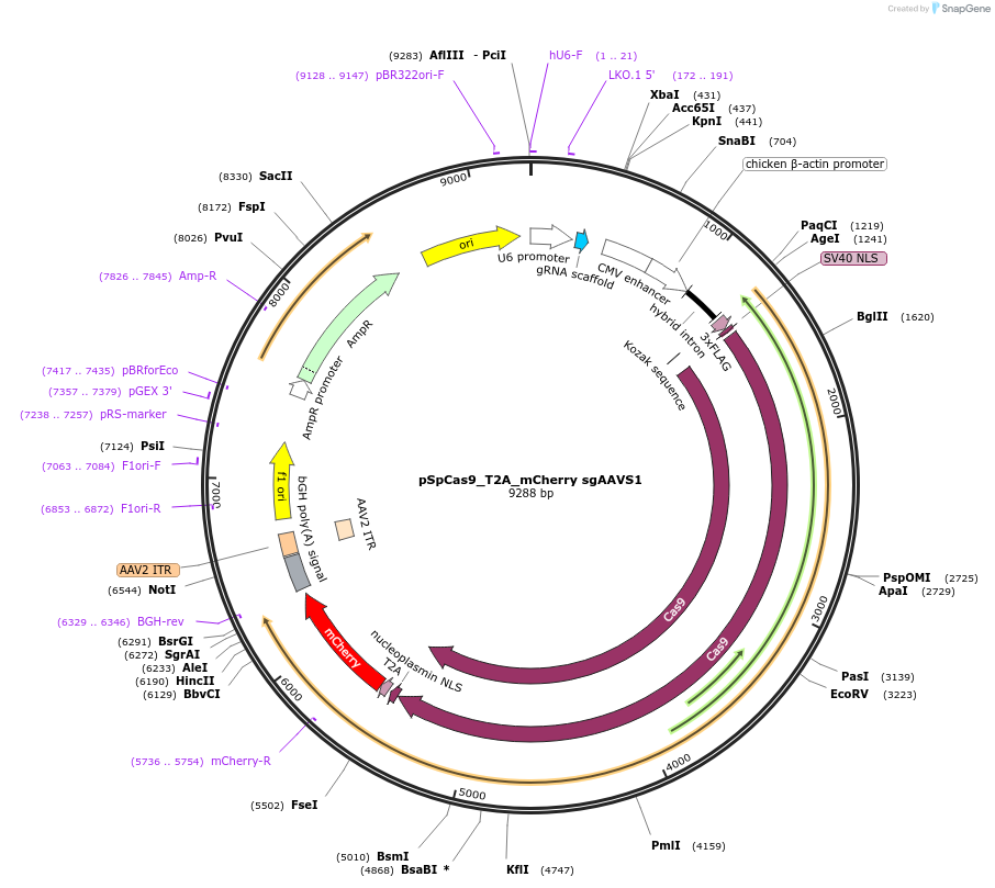 192480-plasmid-map-sequence-id-379145