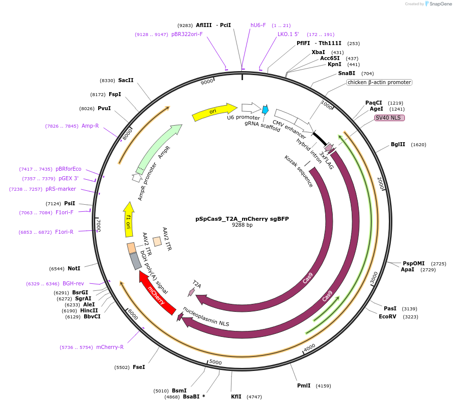 192929-plasmid-map-sequence-id-379147