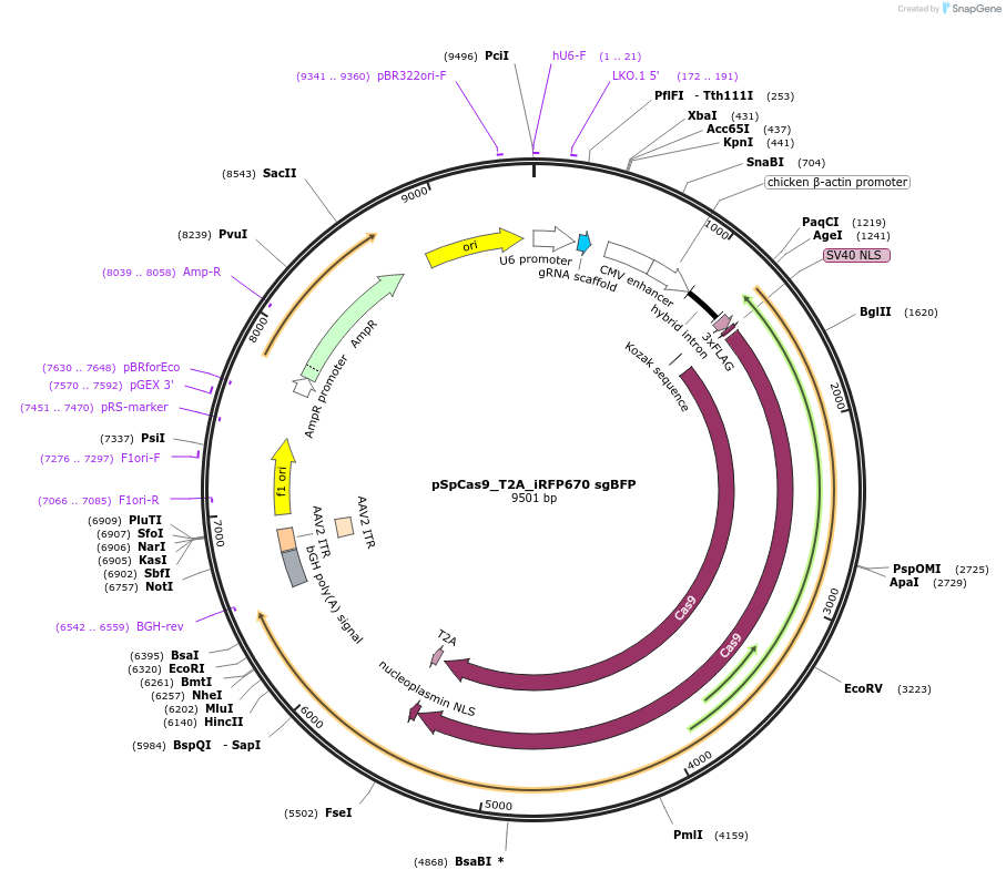 192478-plasmid-map-sequence-id-379150