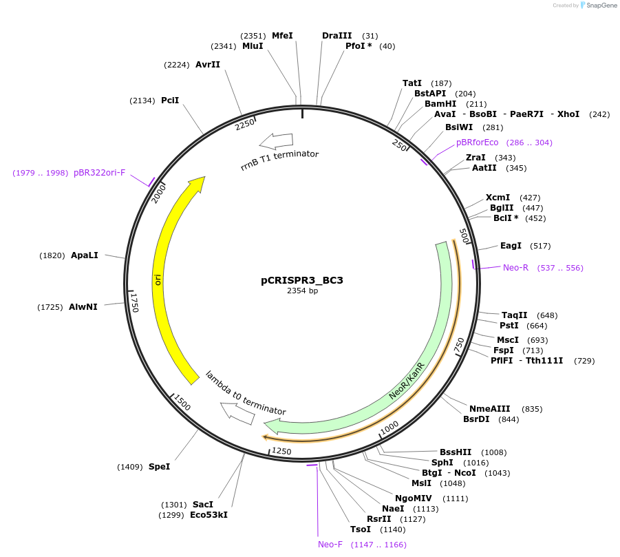 191858-plasmid-map-sequence-id-379160