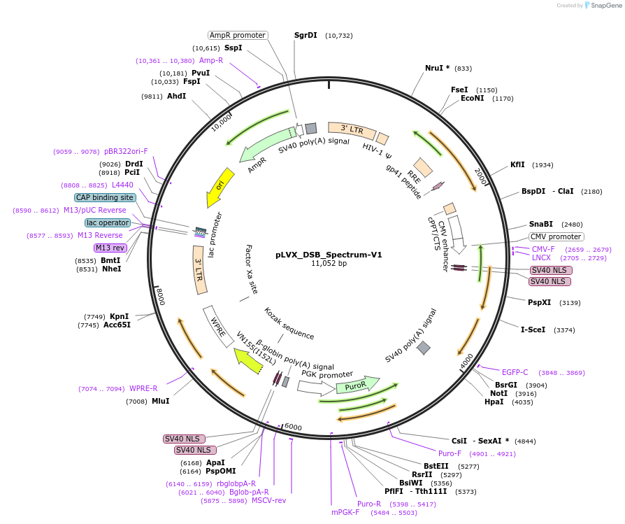 192474-plasmid-map-sequence-id-379169