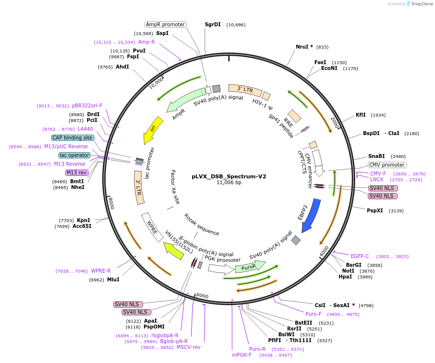 192475-plasmid-map-sequence-id-379171