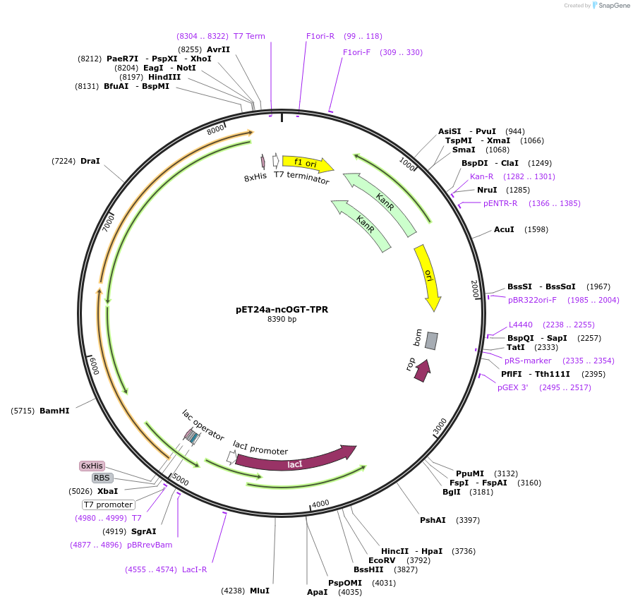190822-plasmid-map-sequence-id-379182