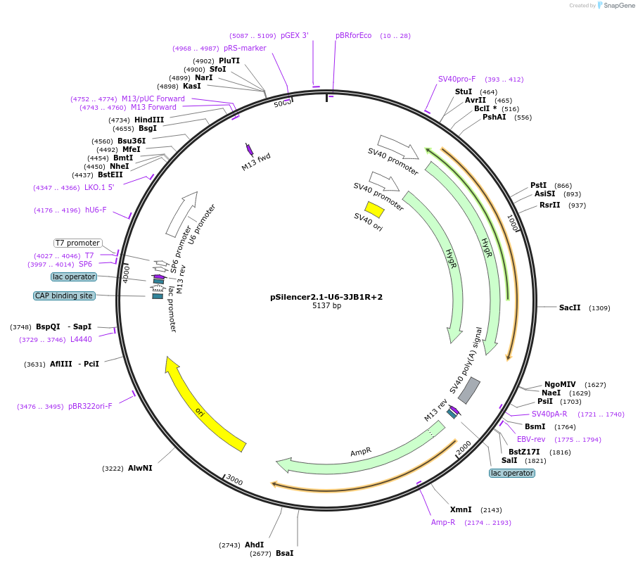 190840-plasmid-map-sequence-id-379191