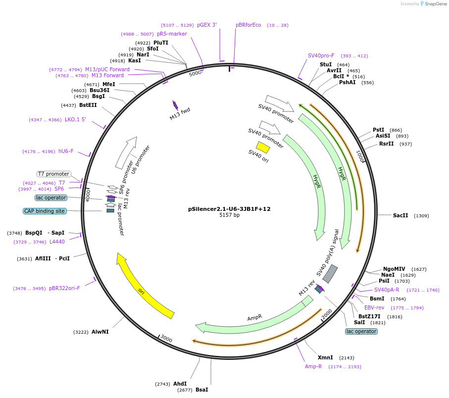 190838-plasmid-map-sequence-id-379192