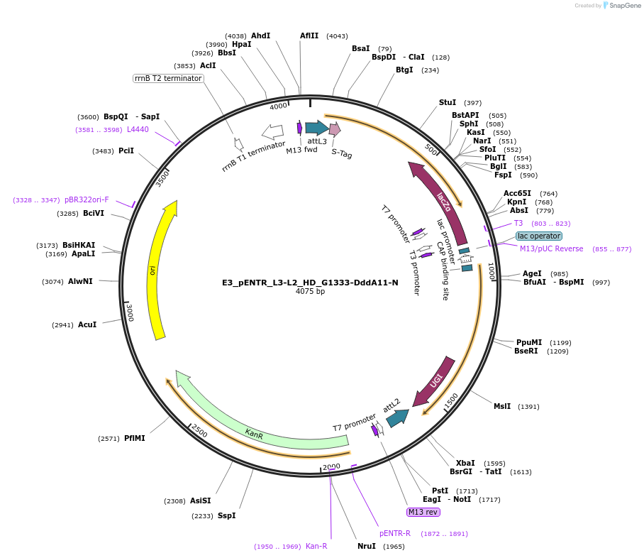 191607-plasmid-map-sequence-id-379194