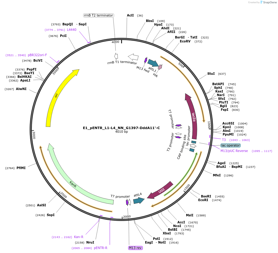 191606-plasmid-map-sequence-id-379195