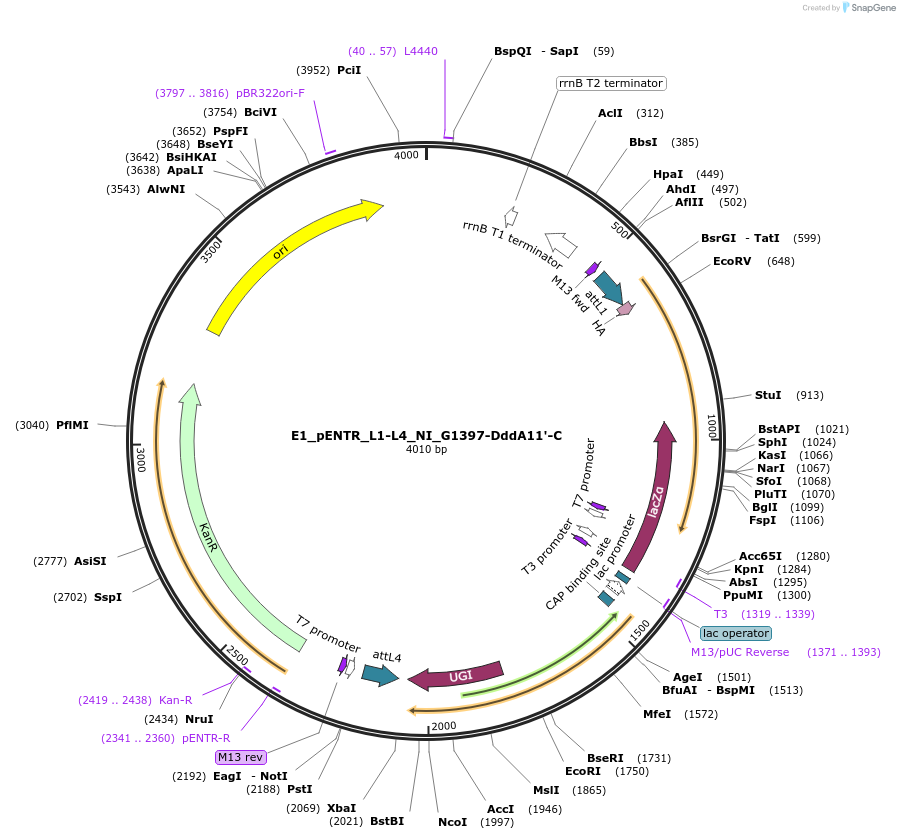 191605-plasmid-map-sequence-id-379196
