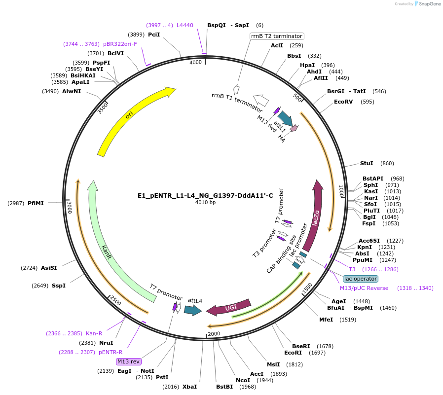 191604-plasmid-map-sequence-id-379197