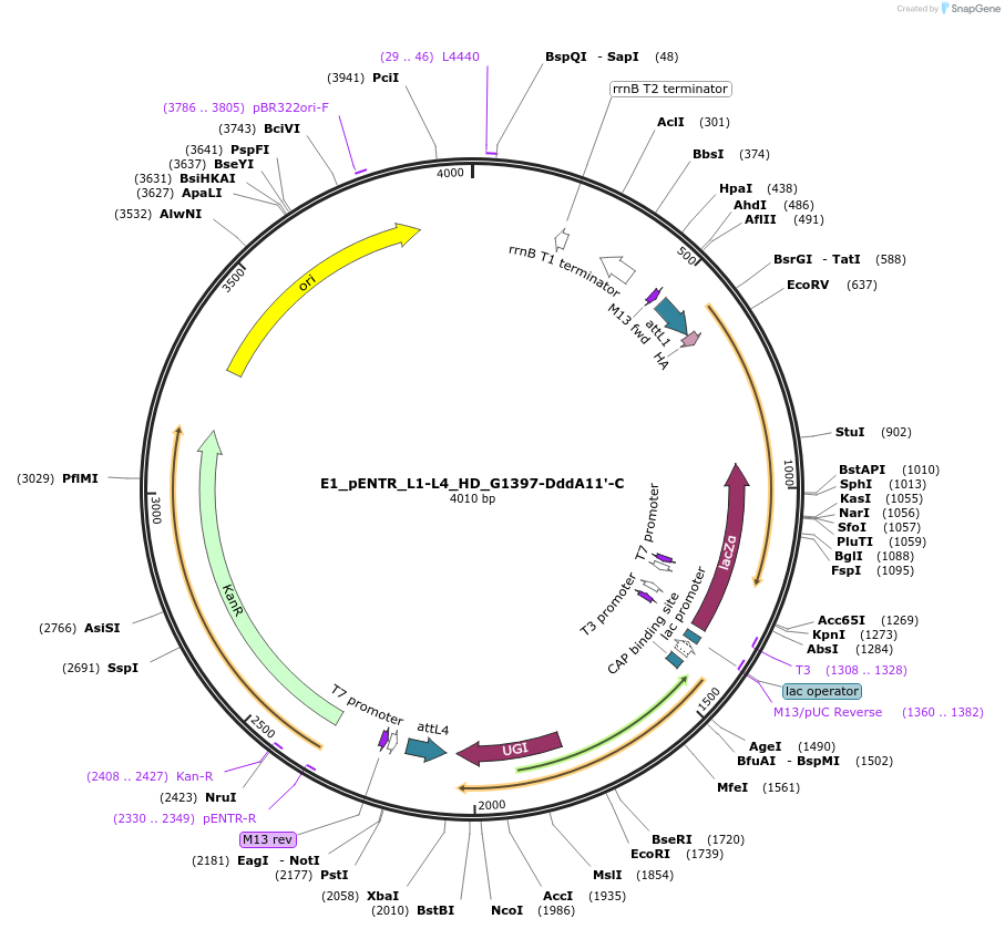191603-plasmid-map-sequence-id-379198
