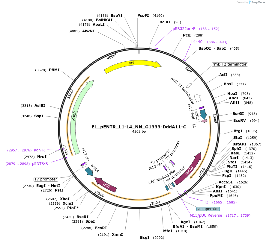 191602-plasmid-map-sequence-id-379199