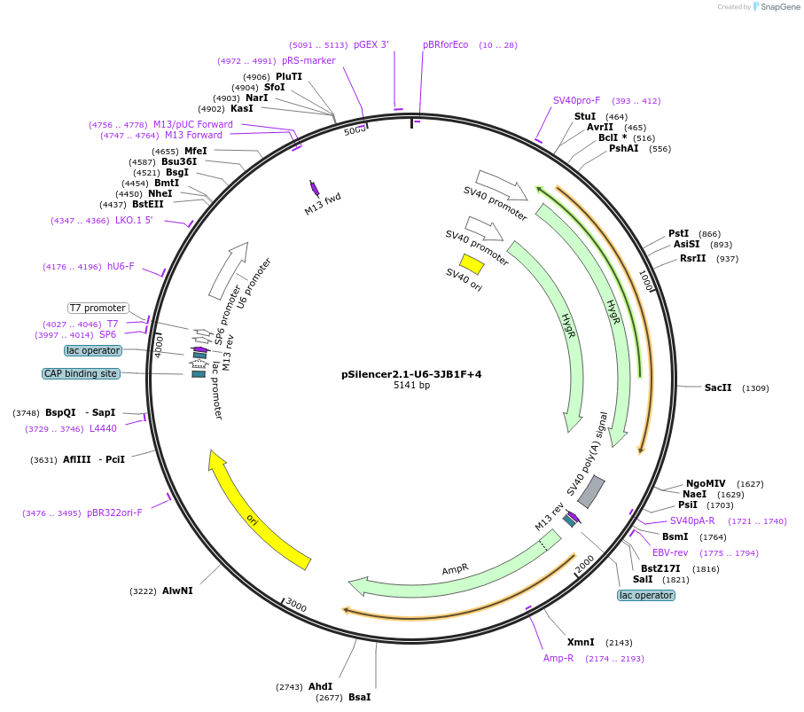190834-plasmid-map-sequence-id-379203