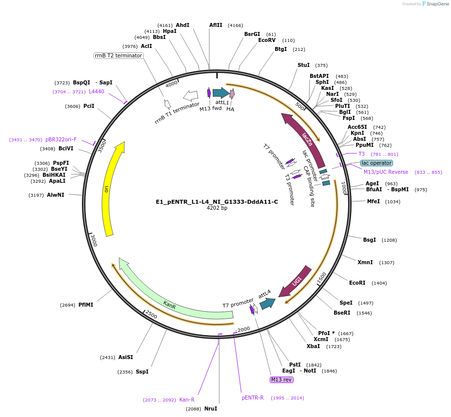 191601-plasmid-map-sequence-id-379204