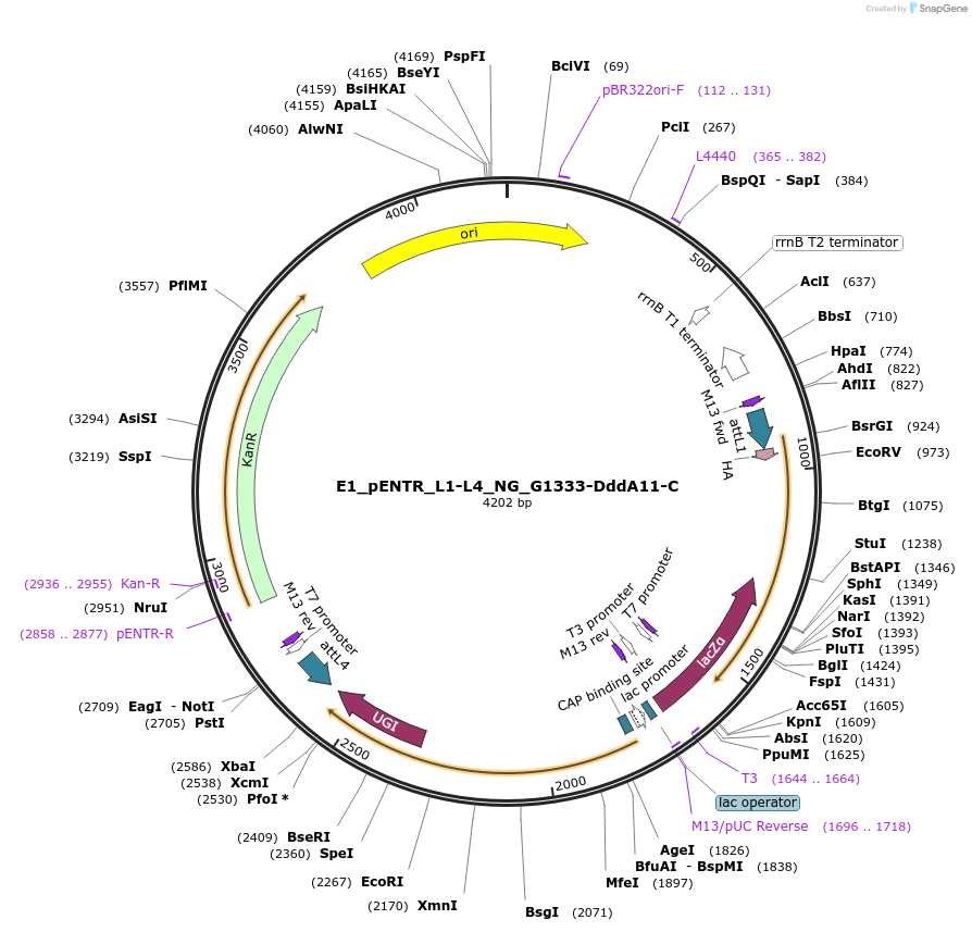 191600-plasmid-map-sequence-id-379205