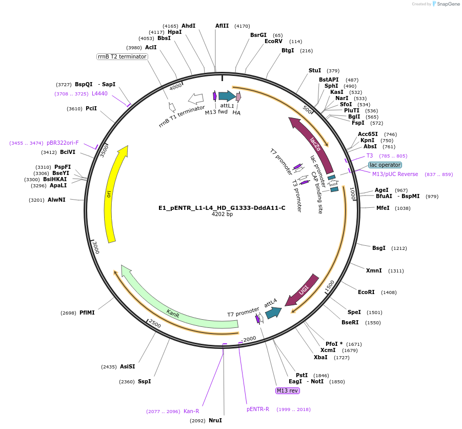 191599-plasmid-map-sequence-id-379206