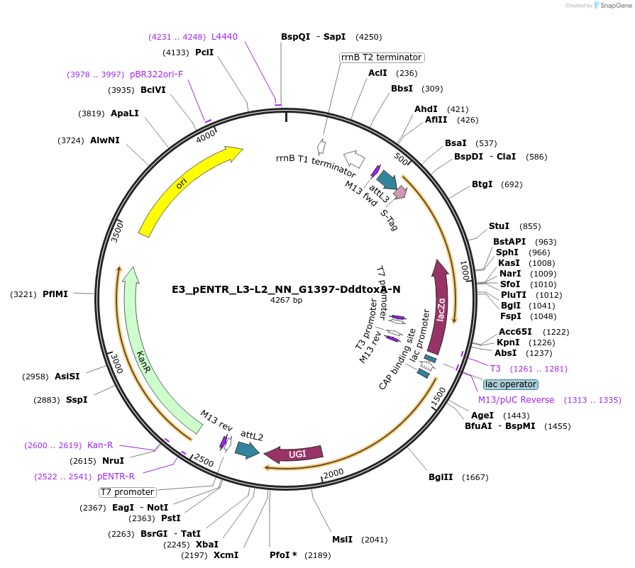 191598-plasmid-map-sequence-id-379209