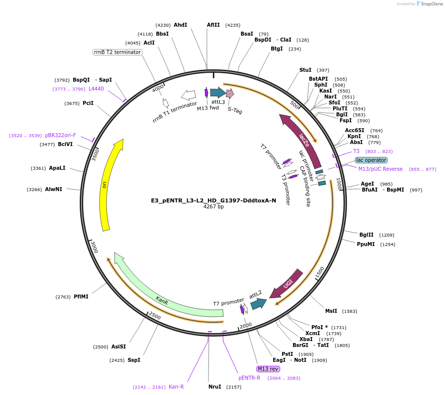 191596-plasmid-map-sequence-id-379217