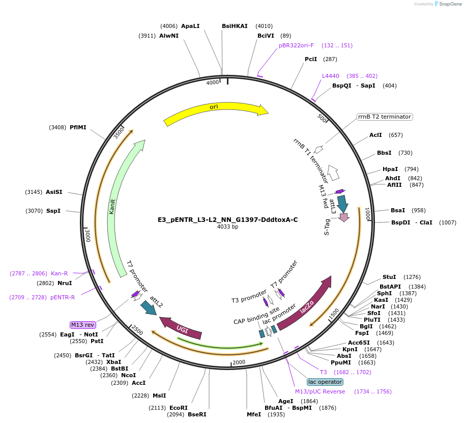 191595-plasmid-map-sequence-id-379218