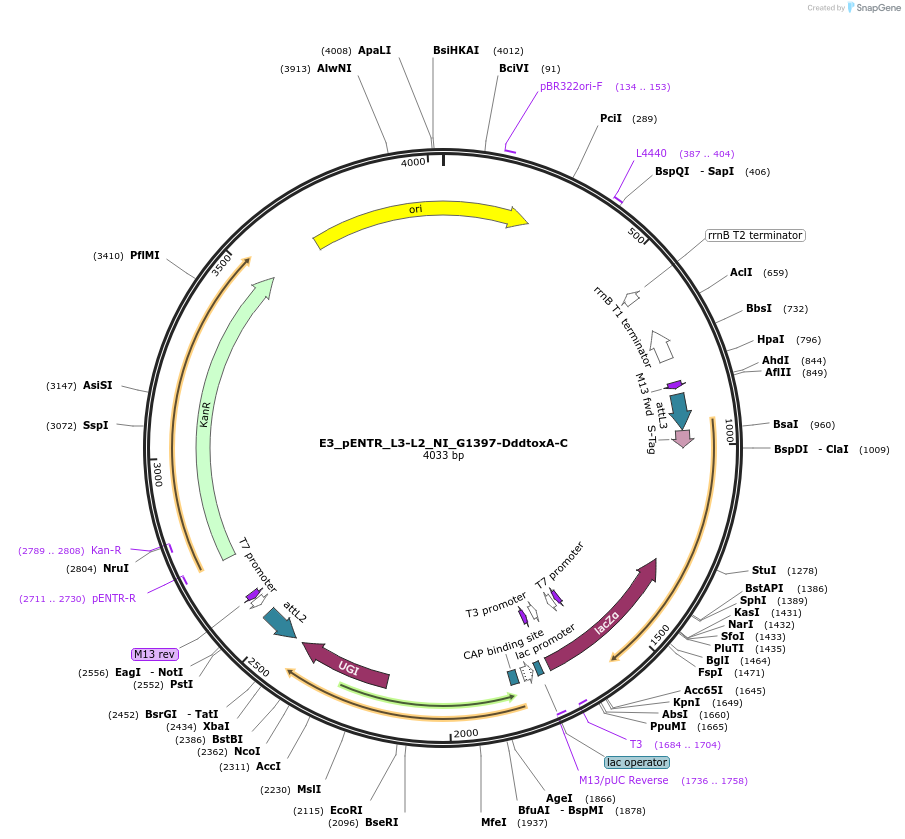 191594-plasmid-map-sequence-id-379219