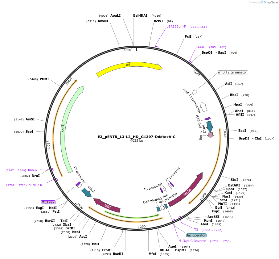 191593-plasmid-map-sequence-id-379222