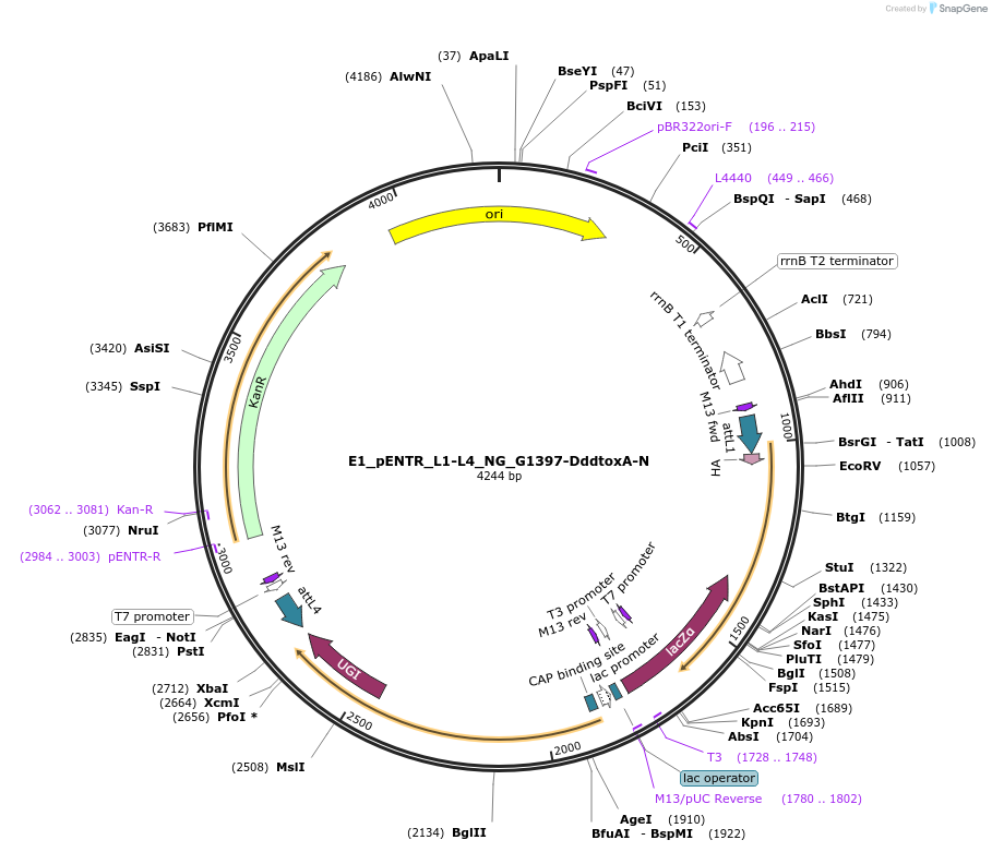 191586-plasmid-map-sequence-id-379224
