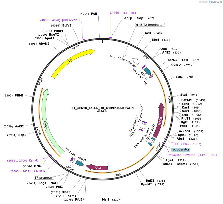191585-plasmid-map-sequence-id-379225