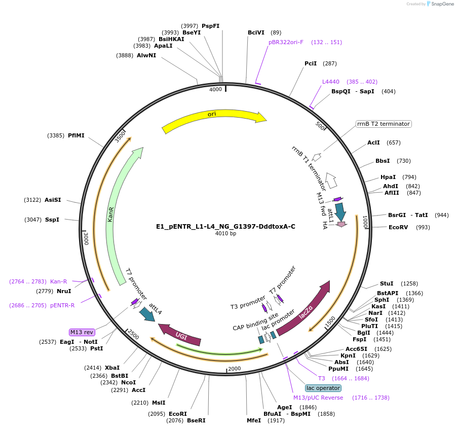 191584-plasmid-map-sequence-id-379227