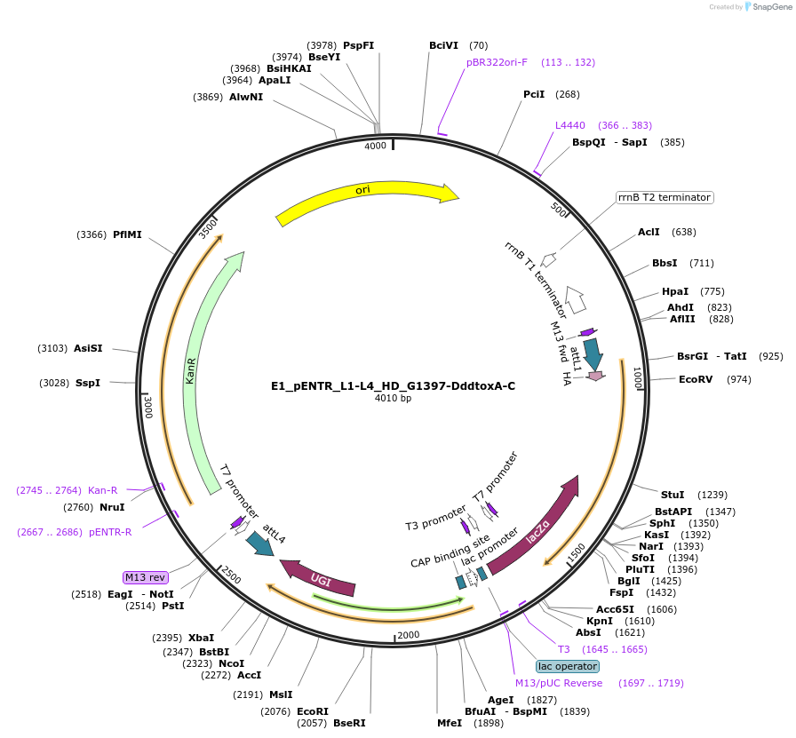 191583-plasmid-map-sequence-id-379229