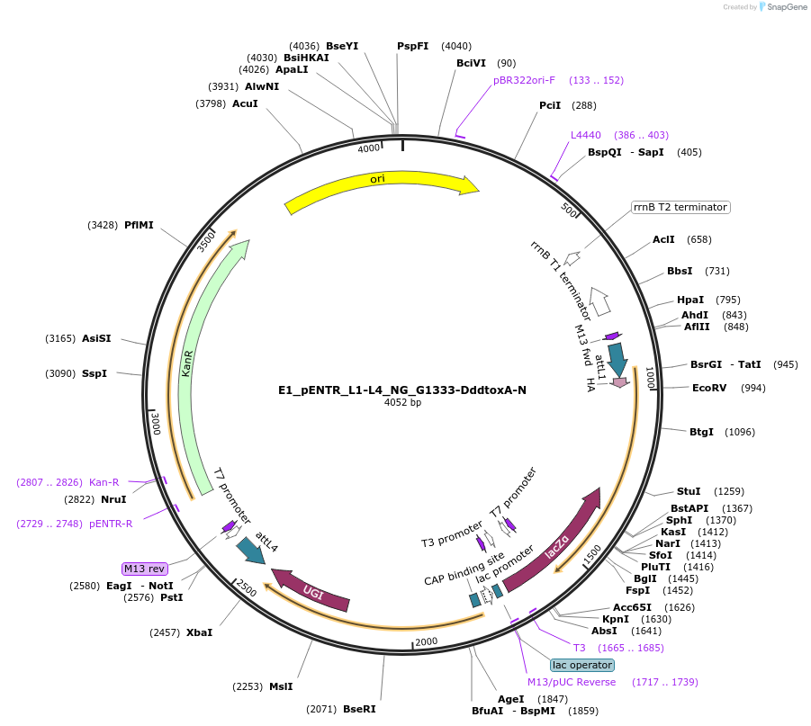 191582-plasmid-map-sequence-id-379231