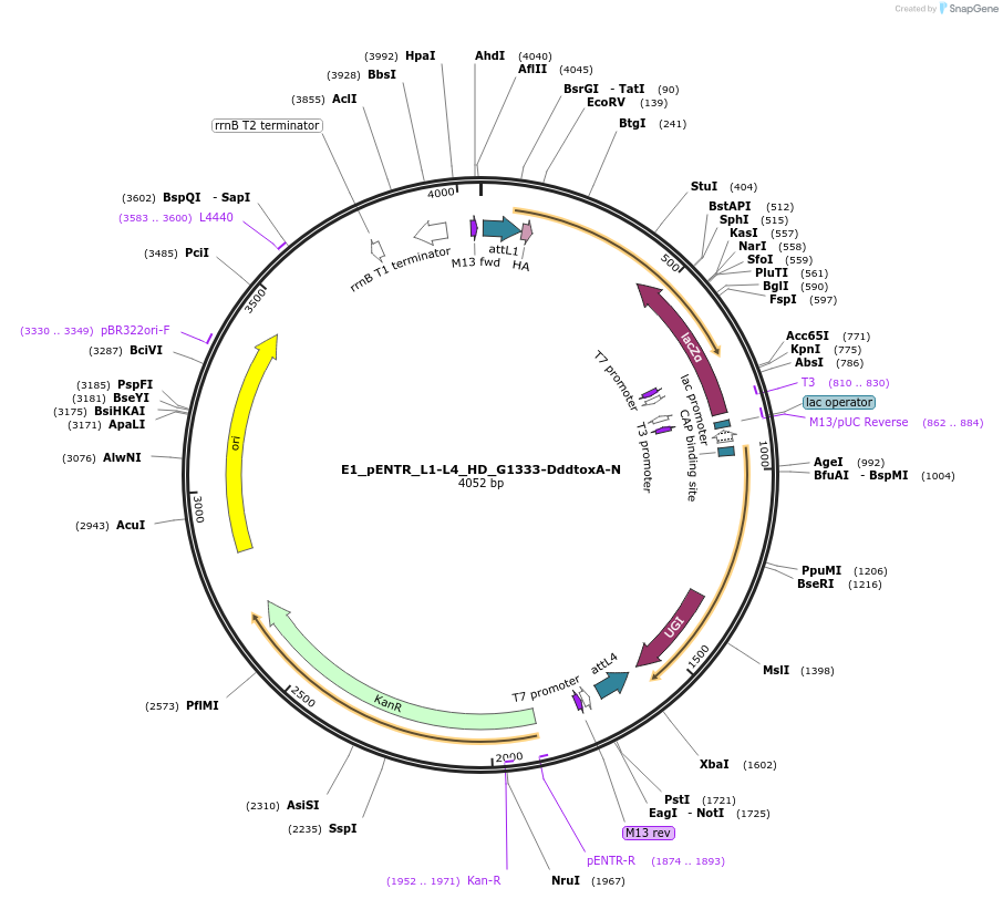 191581-plasmid-map-sequence-id-379232