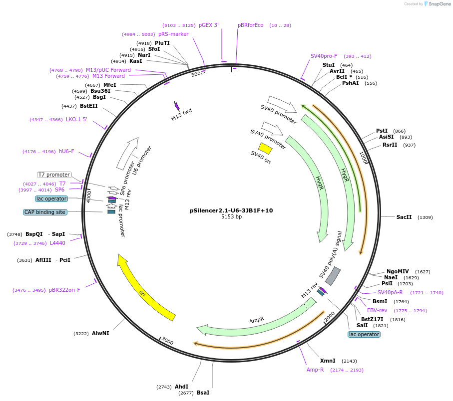 190837-plasmid-map-sequence-id-379234