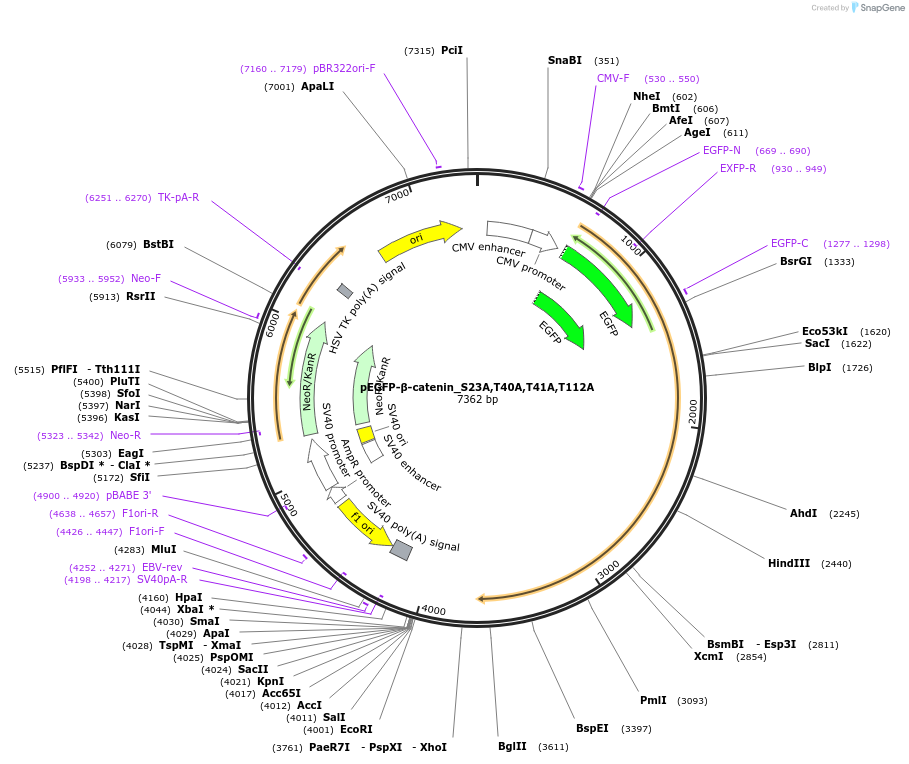190824-plasmid-map-sequence-id-379239