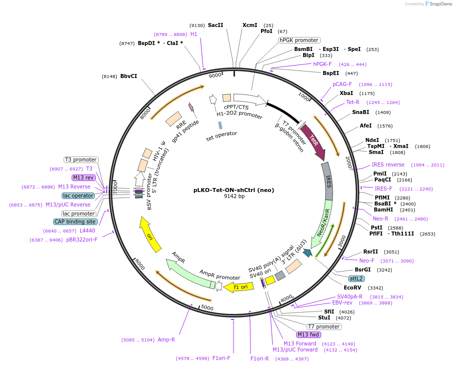 192076-plasmid-map-sequence-id-379241