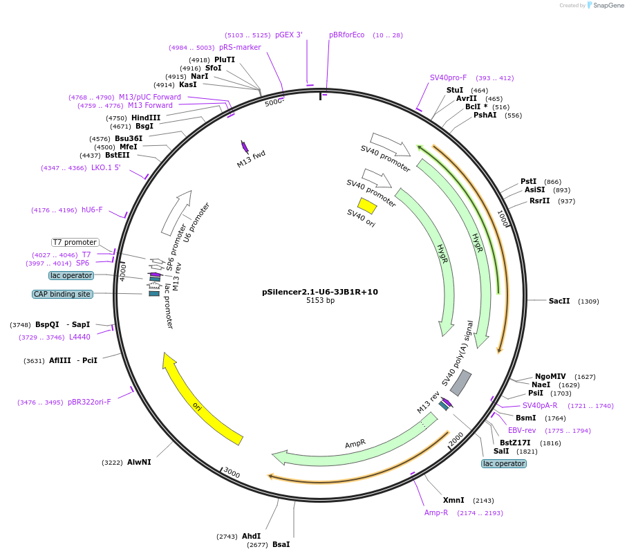 190844-plasmid-map-sequence-id-379242