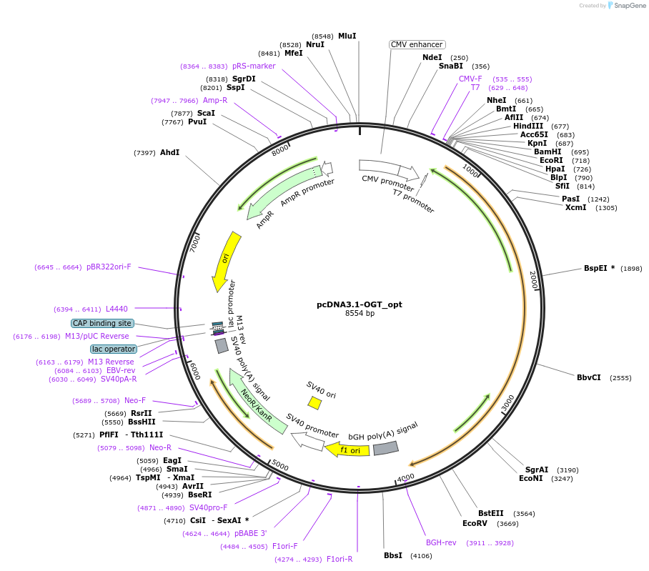 190858-plasmid-map-sequence-id-379243