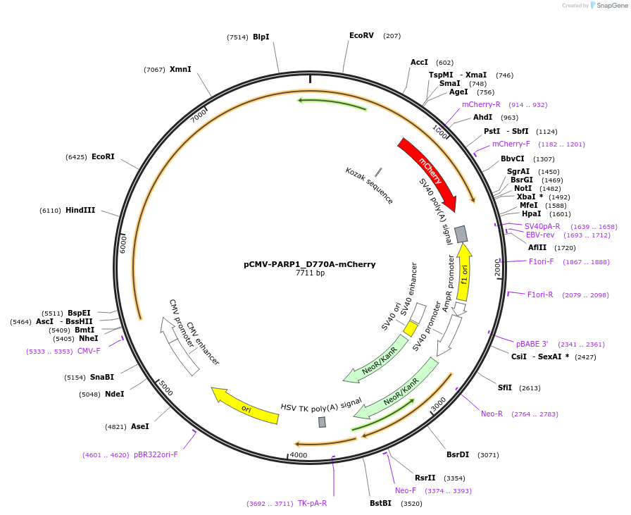 192260-plasmid-map-sequence-id-379245