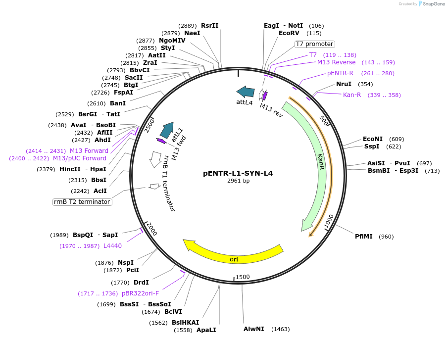 32583-plasmid-map-sequence-id-37925