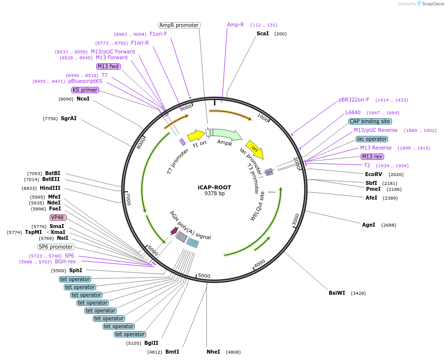 192262-plasmid-map-sequence-id-379257