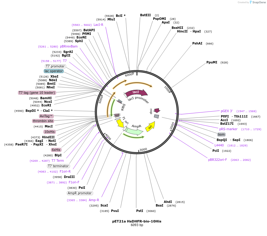 193883-plasmid-map-sequence-id-379259