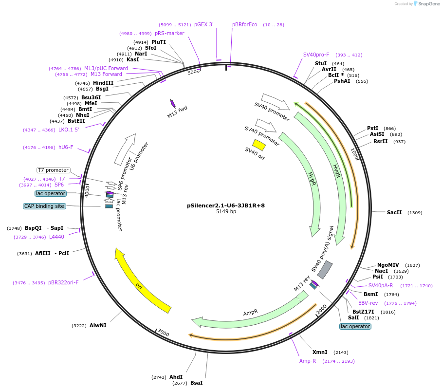 190843-plasmid-map-sequence-id-379269