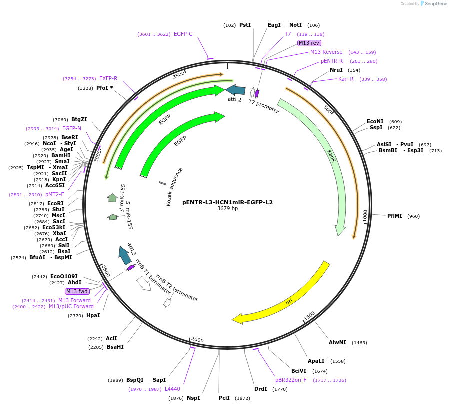 32585-plasmid-map-sequence-id-37927