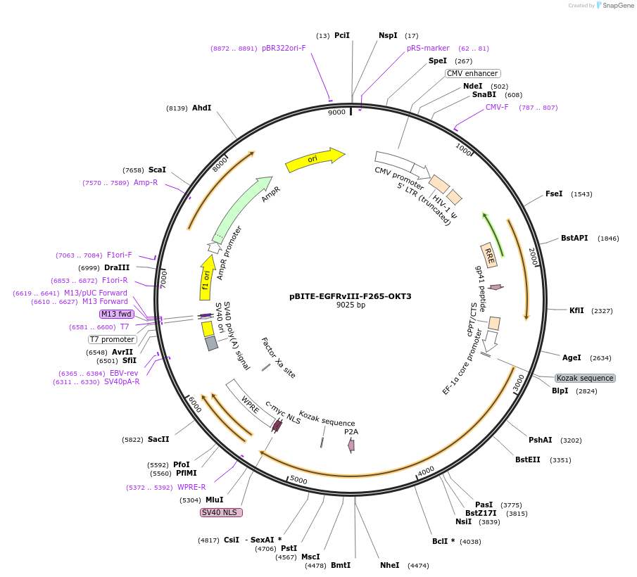 190679-plasmid-map-sequence-id-379270