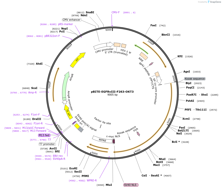 190680-plasmid-map-sequence-id-379271