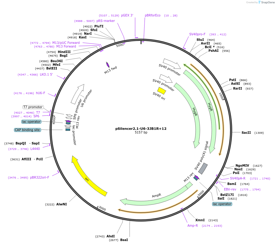 190845-plasmid-map-sequence-id-379272