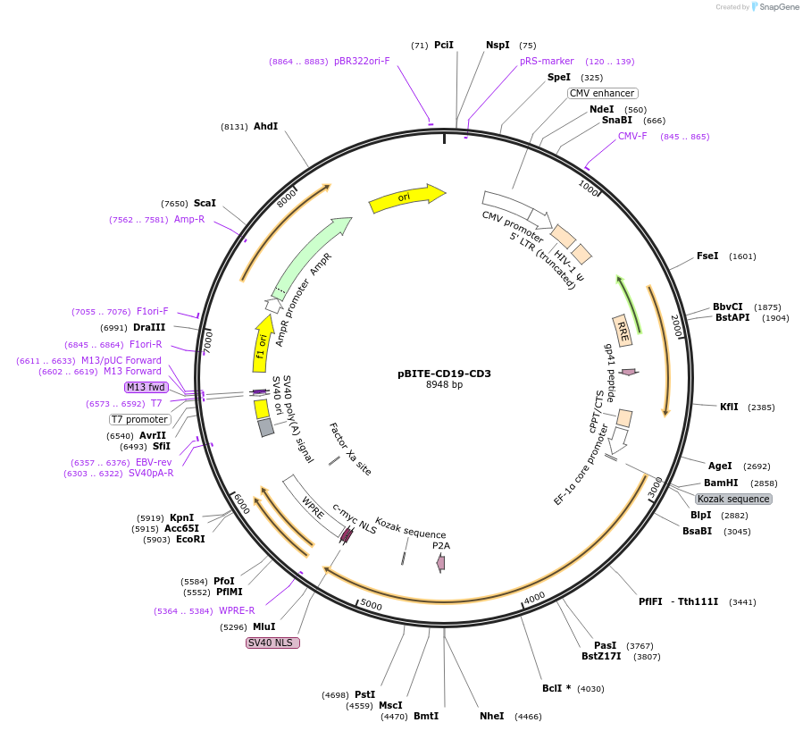 190677-plasmid-map-sequence-id-379277