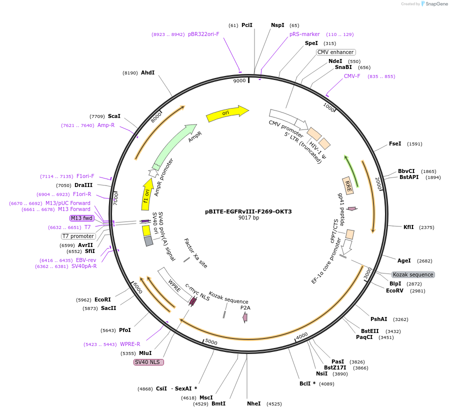 190681-plasmid-map-sequence-id-379278