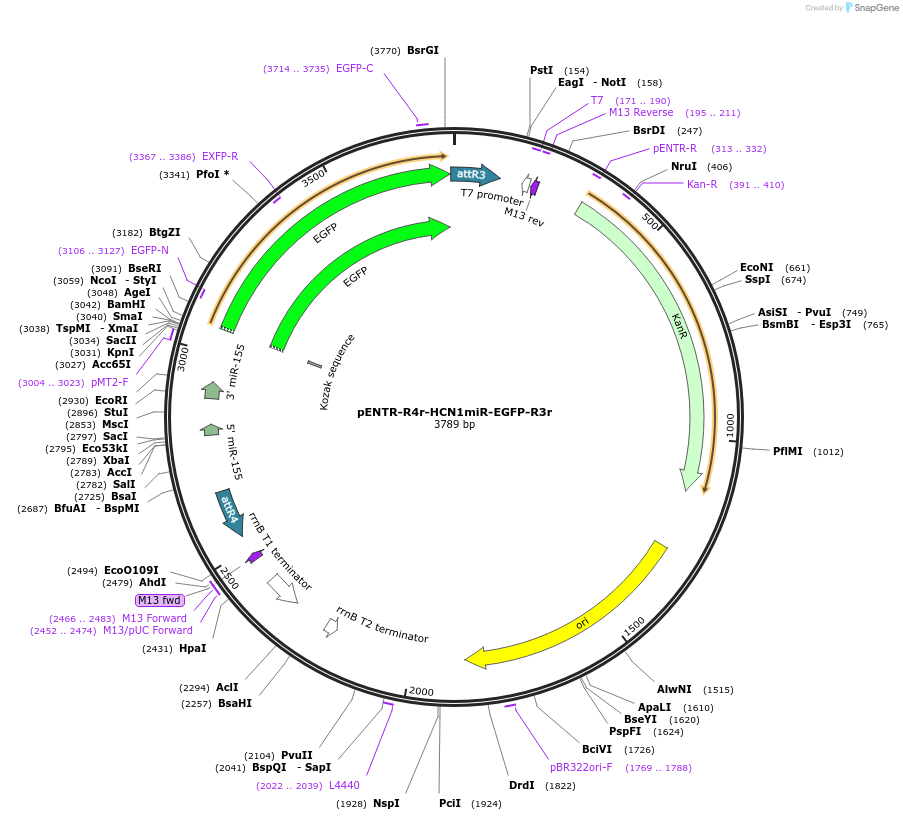 32586-plasmid-map-sequence-id-37928