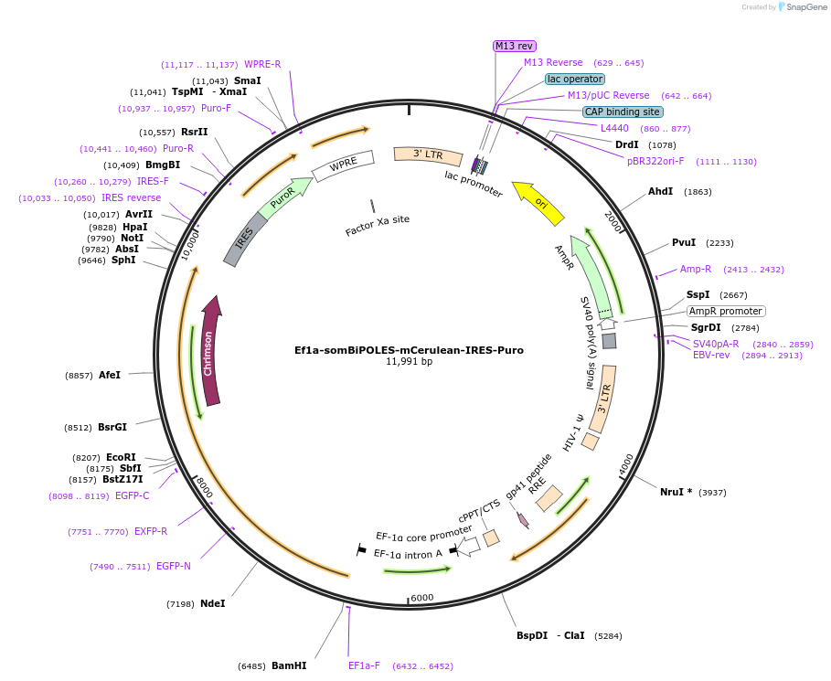 192585-plasmid-map-sequence-id-379281