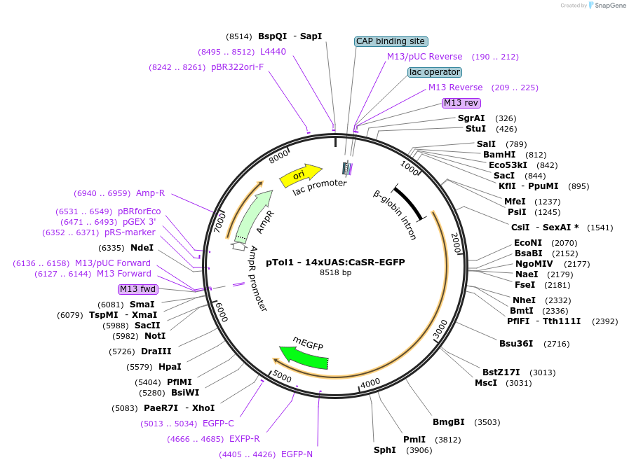 191502-plasmid-map-sequence-id-379287